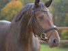 dressage horse Dynastie T 3 (Westphalian, 2019, from Dante’s Jr.)