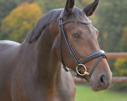 dressage horse Dynastie T 3 (Westphalian, 2019, from Dante’s Jr.)