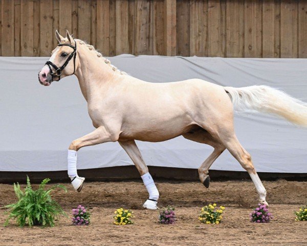 dressage horse Cosmos Glitzerstaub (German Riding Pony, 2022, from DSP Cosmo Royale)