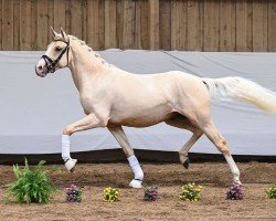 Dressurpferd Cosmos Glitzerstaub (Deutsches Reitpony, 2022, von DSP Cosmo Royale)