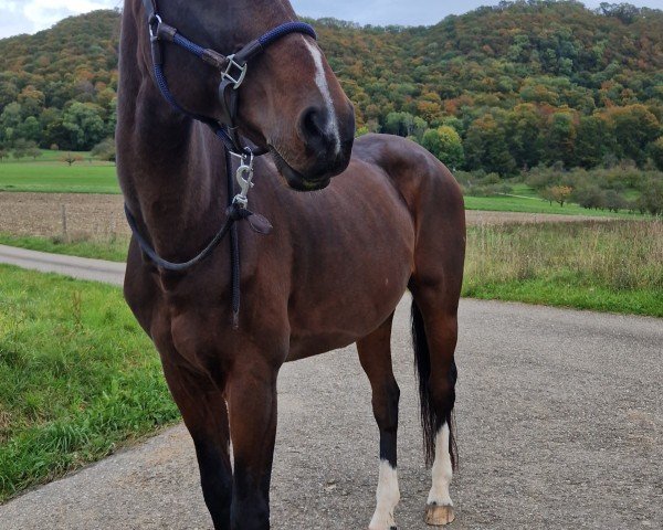 Dressurpferd Portofino 68 (Trakehner, 2000)