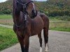 dressage horse Portofino 68 (Trakehner, 2000)