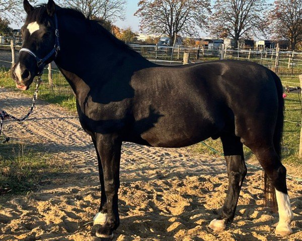 dressage horse Jaskier 4 (Polish Warmblood, 2002, from Evento)