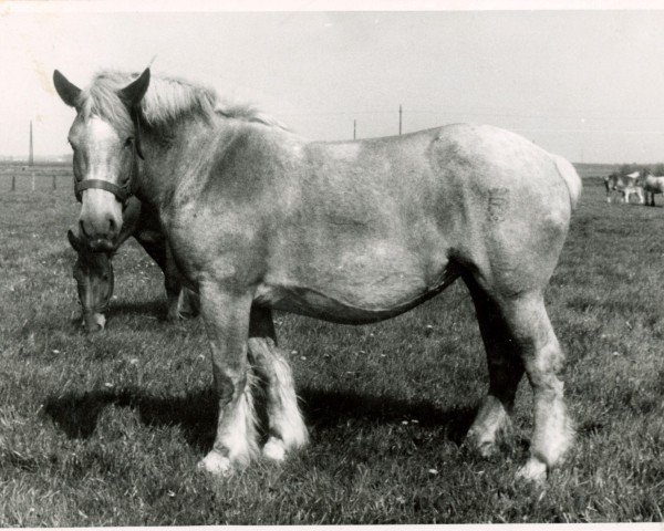 horse Prinzeß von Gehrhof (Rhenish-German Cold-Blood, 1945, from Lorettosius)