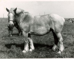 Pferd Prinzeß von Gehrhof (Rheinisch-Deutsches Kaltblut, 1945, von Lorettosius)