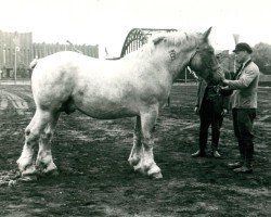 stallion Lorettosius (Rhenish-German Cold-Blood, 1936, from Loretto Ldb)