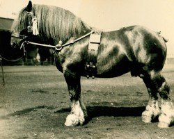 stallion Natur RS 859 (Rhenish-German Cold-Blood, 1920, from Kemmel RS 494)