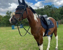 dressage horse Painted Gigolo (Arabian, 2019, from Painted Dragon)