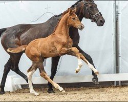 foal by San Sebastian (Westphalian, 2024, from San To Alati FRH)