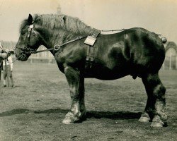 Pferd Sargassus von Maashof RS 919 (Rheinisch-Deutsches Kaltblut,  , von Kemmel RS 494)