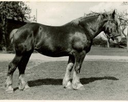 broodmare Qualität von Helmeshof RS (Rhenish-German Cold-Blood, 1931, from Sargassus von Maashof RS 919)