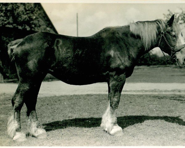 broodmare Exigua RS 9358 (Rhenish-German Cold-Blood, 1915, from Herold RS 212)