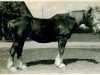 broodmare Exigua RS 9358 (Rhenish-German Cold-Blood, 1915, from Herold RS 212)