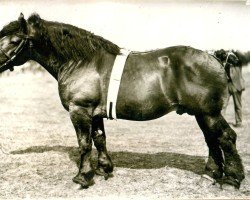 stallion Caesar von Helmeshof S.A.804 (Rhenish-German Cold-Blood, 1917, from Brutus II RS 394)