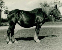 broodmare Tilla von Helmeshof RS 20288 (Rhenish-German Cold-Blood, 1924, from Morex von Cerfontaineshof RS 601)