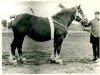 broodmare Sarmiento (Rhenish-German Cold-Blood, 1924, from Kemmel RS 494)