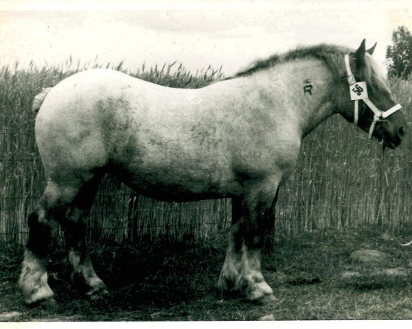 broodmare Ilga von Höppenhof (Rhenish-German Cold-Blood, 1939, from Burckhardt RS 987)