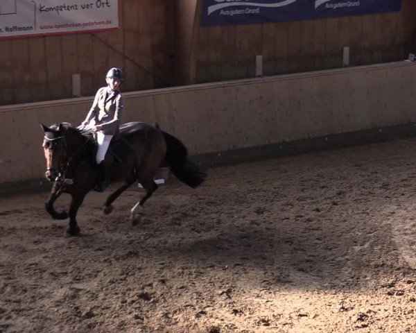 Reitturnier Hövelhof 2024