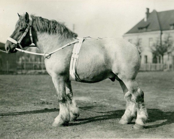 stallion Burckhardt RS 987 (Rhenish-German Cold-Blood, 1931, from Indien de Biévène)