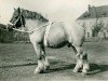 stallion Burckhardt RS 987 (Rhenish-German Cold-Blood, 1931, from Indien de Biévène)