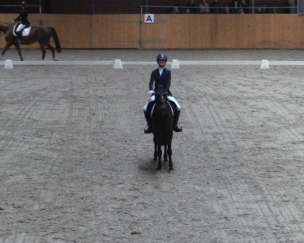 Reitturnier Güstrow/Cavallo Arena  2024