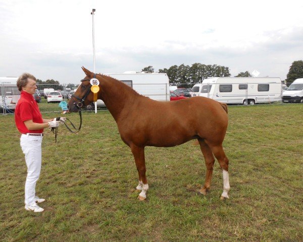 broodmare Cracker Prinzess (German Riding Pony, 2009, from FS Cracker Jack)