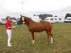 broodmare Cracker Prinzess (German Riding Pony, 2009, from FS Cracker Jack)