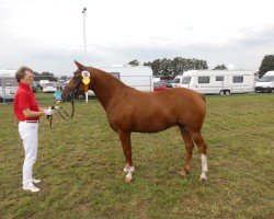 Zuchtstute Cracker Prinzess (Deutsches Reitpony, 2009, von FS Cracker Jack)