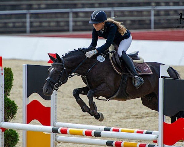 jumper Best Mate (German Riding Pony, 2014, from Nutrix)