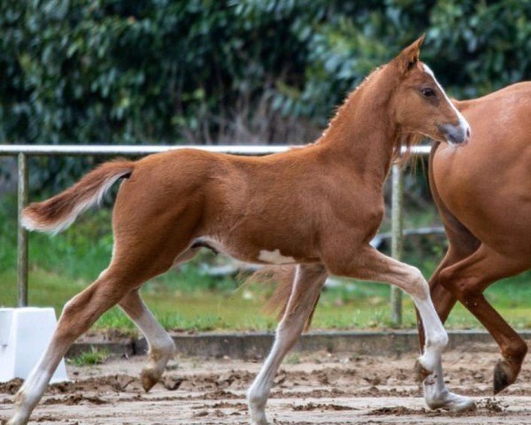 Dressurpferd Chestnut Royal (Deutsches Reitpony, 2021, von DSP Cosmo Royale)