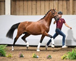 Springpferd Bagis Cosmopolitan II (Deutsches Reitpony, 2022, von FS Champion de Luxe)