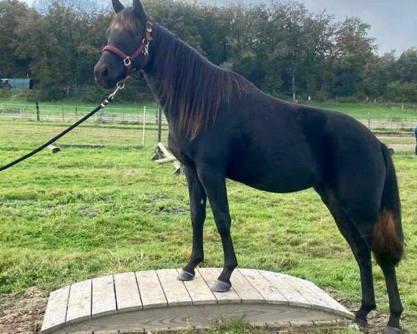 Pferd TM Smart Doc Lua (Quarter Horse, 2022)