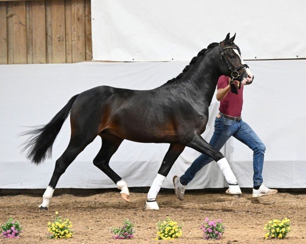 dressage horse Galaxy (German Riding Pony, 2022, from Genesis BL)