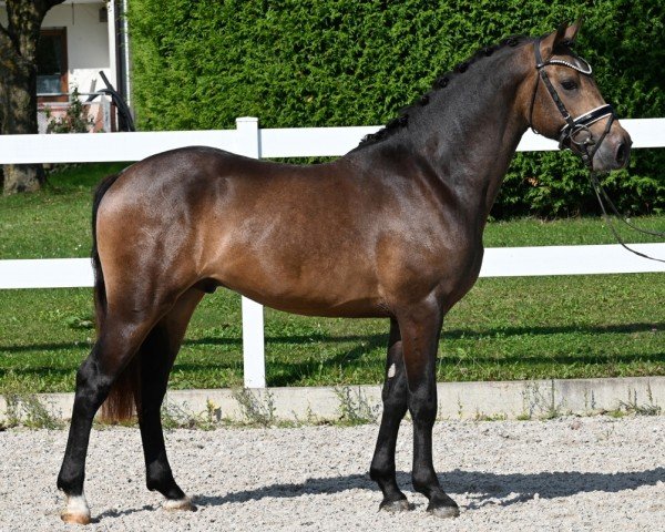 dressage horse Magia ZV SH (German Riding Pony, 2022, from Mescal 15)