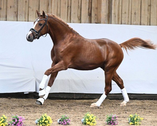 dressage horse Dardanos (German Riding Pony, 2022, from Dream Date 7)