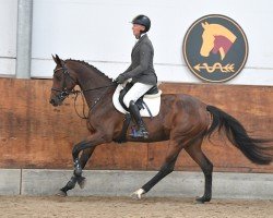 Springpferd Amy von Blaufelden WF (Deutsches Sportpferd, 2019, von Amber 119)