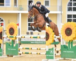 jumper Big Sunshine Hh (German Sport Horse, 2018, from Big Star)