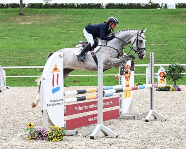 jumper La Traviata 60 (German Sport Horse, 2020, from Cellestial)