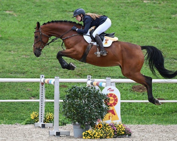 jumper Deanerys HH (German Sport Horse, 2019, from Don van het Parelshof Z)