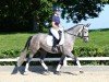 Springpferd Francis White (Deutsches Sportpferd, 2020, von Hickstead White)