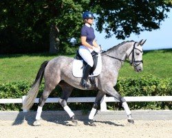 Springpferd Francis White (Deutsches Sportpferd, 2020, von Hickstead White)