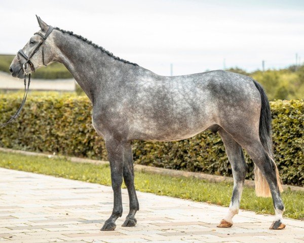 Springpferd Highlander R (Deutsches Sportpferd, 2019, von Hickstead White)