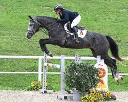 Springpferd Holla die Waldfee (Deutsches Sportpferd, 2020, von Hickstead White)