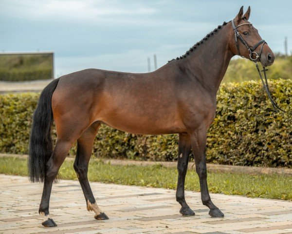 jumper Luna 2229 (German Sport Horse, 2019, from Livigno)