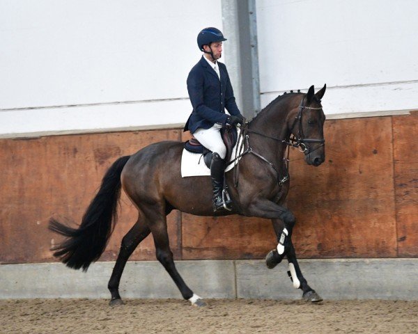 jumper Leo (German Sport Horse, 2019, from Lyon D'Amour D)