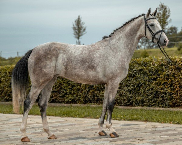 jumper Viva Vantastica (German Sport Horse, 2019, from Vingino)