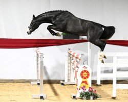 jumper Albury (German Sport Horse, 2020, from Asca Z)