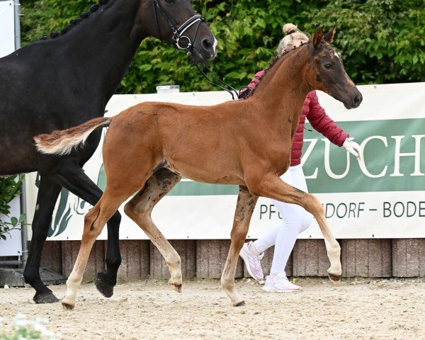 dressage horse Vade Mecum (German Sport Horse, 2024, from Vangelis)