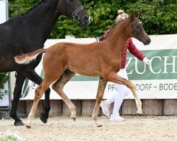 foal by Vade Mecum (German Sport Horse, 2024, from Vangelis)