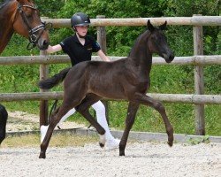 foal by Feel Fine (German Sport Horse, 2024, from For Romance I)